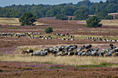 Blossoming heather, Sheep grazing in the Lueneburger Heide, Wilseder Berg, Lower Saxony, Germany