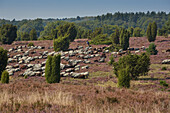 Blossoming heather, Sheep grazing in the Lueneburger Heide, Wilseder Berg, Lower Saxony, Germany