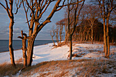 Winter on Weststrand beach, Darss, Western Pomerania Lagoon National Park, Baltic Sea, Mecklenburg Vorpommern, Germany