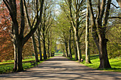 Lindenallee im Rombergpark, Dortmund, Nordrhein-Westfalen, Deutschland