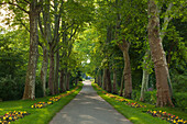 Alley of plane trees, Ludwigsburg castle grounds, Baden-Wuerttemberg, Germany