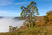 Kiefer über demTal der Donau im Nebel, Naturpark Oberes Donautal, Schwäbische Alb, Baden-Württemberg, Deutschland
