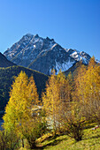 Herbstlich verfärbte Bäume unter Piz Pisoc, Unterengadin, Engadin, Graubünden, Schweiz