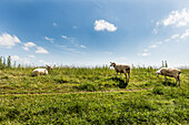 Schafe auf einem Deich, Sylt, Schleswig-Holstein, Deutschland