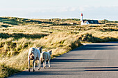 Schafe auf einer Straße, Leuchtturm List West im Hintergrund, List, Ellenbogen, Sylt, Schleswig-Holstein, Deutschland