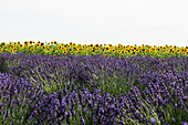 Lavendelfeld und Sonnenblumen, bei Valensole, Plateau de Valensole, Alpes-de-Haute-Provence, Provence, Frankreich