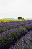 lavender field and sunflowers, near Valensole, Plateau de Valensole, Alpes-de-Haute-Provence department, Provence, France