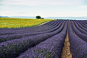 Lavendelfeld und Sonnenblumen, bei Valensole, Plateau de Valensole, Alpes-de-Haute-Provence, Provence, Frankreich