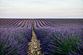 Lavendelfeld, bei Valensole, Plateau de Valensole, Alpes-de-Haute-Provence, Provence, Frankreich