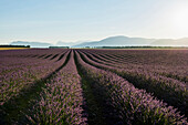 lavender field, near Valensole, Plateau de Valensole, Alpes-de-Haute-Provence department, Provence, France