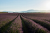 Lavendelfeld, bei Valensole, Plateau de Valensole, Alpes-de-Haute-Provence, Provence, Frankreich