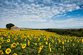 Sunflower field near Valensole, Plateau de Valensole, Alpes-de-Haute-Provence department, Provence, France
