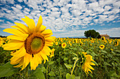 field of sunflowers, near Valensole, Plateau de Valensole, Alpes-de-Haute-Provence department, Provence, France