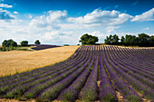 Lavendelfeld, bei Valensole, Plateau de Valensole, Alpes-de-Haute-Provence, Provence, Frankreich