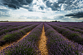 Lavendelfeld, bei Valensole, Plateau de Valensole, Alpes-de-Haute-Provence, Provence, Frankreich