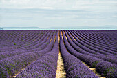 Lavender field, near Valensole, Plateau de Valensole, Alpes-de-Haute-Provence department, Provence, France