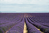 Lavendelfeld, bei Valensole, Plateau de Valensole, Alpes-de-Haute-Provence, Provence, Frankreich