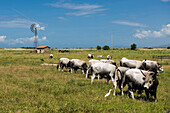 Cows grazing in a field, Parco Naturale della Maremma, Tuscany, Italy