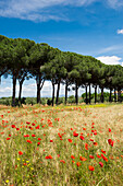 Field of wild flowers infront of a pine tree alley, Parco Naturale della Maremma, Tuscany, Italy