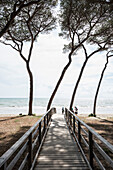 Pinien am Strand, Follonica, Provinz Grosseto, Toskana, Italien
