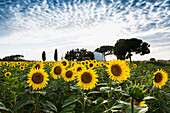 Sonnenblumenfeld, bei Piombino, Provinz Livorno, Toskana, Italien