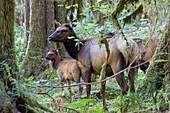 Olympic Elk, Cervus canadensis rooseveltii, Hoh Rainforest, Olympic Nationalpark, Washington, USA
