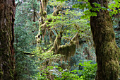 Rainforest, Hoh Rainforest, Olympic Nationalpark, Washington, USA