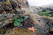 tide pools with sea stars and sea anemones, Pacific Coast, Olympic Nationalpark, Washington, USA