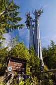 biggest Western Red Cedar Tree of the world, Thuja plicata, Olympic Nationalpark, Washington, USA