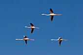 Greater Flamingoes flying, Phoenicopterus ruber, Camargue, France