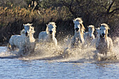 Camarguepferde laufen durchs Wasser, Camargue, Süd-Frankreich