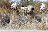 Camarguepferde laufen durchs Wasser, Camargue, Süd-Frankreich
