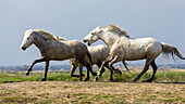 Camarguepferde, Camargue, Südfrankreich, Europa