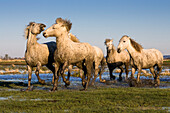 Camarguepferde, Camargue, Südfrankreich, Europa