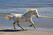Camarguepferd läuft am Strand, Camargue, Südfrankreich