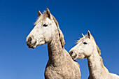 Camarguepferde, Camargue, Südfrankreich