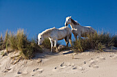 Camarguepferde auf Sanddüne, Camargue, Südfrankreich