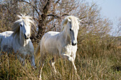 Camarguepferde, Camargue, Südfrankreich, Europa