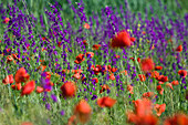 Blumenwiese mit Feldrittersporn und Klatschmohn, Bulgarien