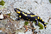 Feuersalamander, Salamandra salamandra, Bulgarien, Europa