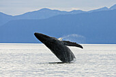 Humpback Whale breaching, Megaptera novaeangliae, Alaska's Inside Passage, USA