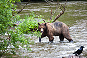 Brown Bear with salmon, Grizzly-Bear, Ursus arctos, Admiralty Island, Alaska