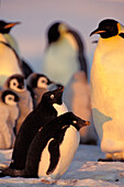 Adelie Penguins, Pygoscelis adeliae, Emperor Penguins with chick, Aptenodytes forsteri, Weddell Sea, Antarctica