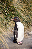 Rockhopper Penguin, Eudyptes chrysocome, Falkland Islands, Subantarctic, South America