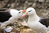 Black-browed Albatrosses, pair in rockhopper penguin-rookery, Diomedea melanophris, Falkland Islands, Subantarctic