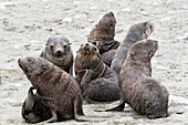 Young Antarctic Fur Seals, Acrocephalus gazella, Salisbury Plains, South Georgia, Antarctic