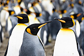 King Penguins, Aptenodytes patagonicus, Salisbury Plains, South Georgia, Antarctica