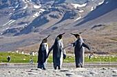 Königspinguine, Aptenodytes patagonicus, St. Andrews Bay, Süd Georgien, Antarktis