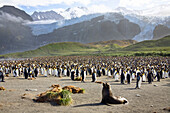 King Penguins, Aptenodytes patagonicus, colony, Gold Harbour, South Georgia, Antarctica
