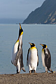 King Penguin calling, King Penguins, Aptenodytes patagonicus, Gold Harbour, South Georgia, Antarctica